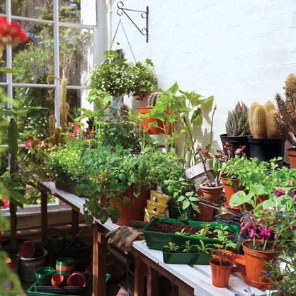 Growing & Gardening