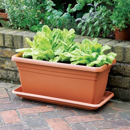 Deep Trough & Quadro Planter