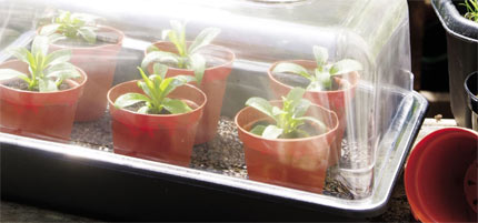 Propagator