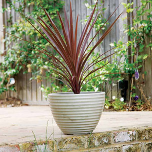Low Honey Pot